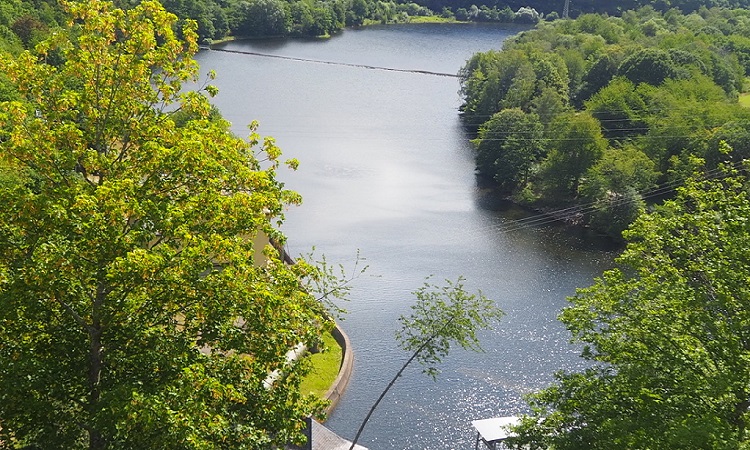 river surrounded by trees