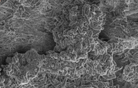 Bacterial biofilm growth on collagen