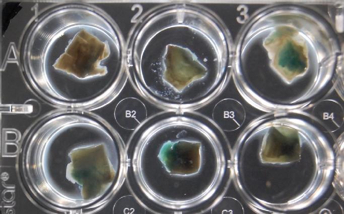 24 well plate with 1 pig lung piece in each well with bacterial growth