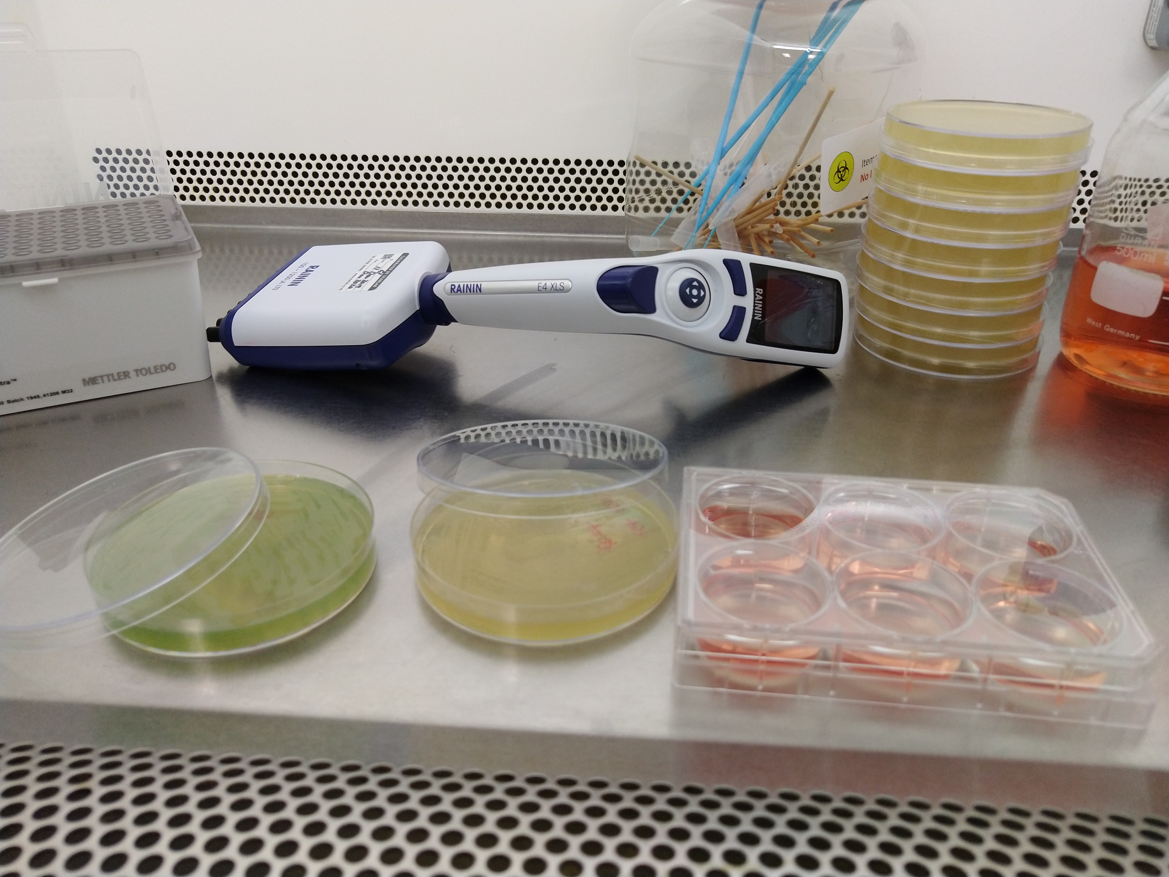 Two agar plates and a 6 well culture plate in the foreground with a pipette and stack of agar plates in the background