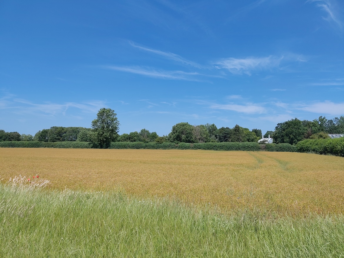 Green Fields and Blue Sunny Sky