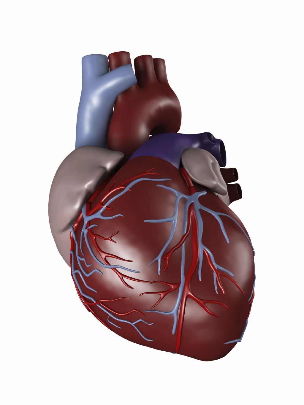 cardiology.jpg