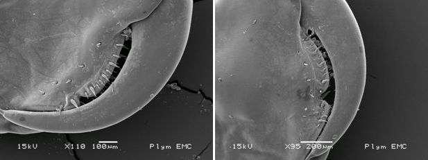 Figure 2: Male gnathopod 2 in P. platensis from Kent