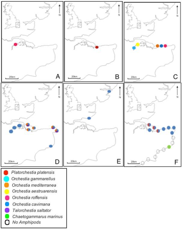 Figure 4: Pie charts showing number of species found and their distribution over time (A-F)