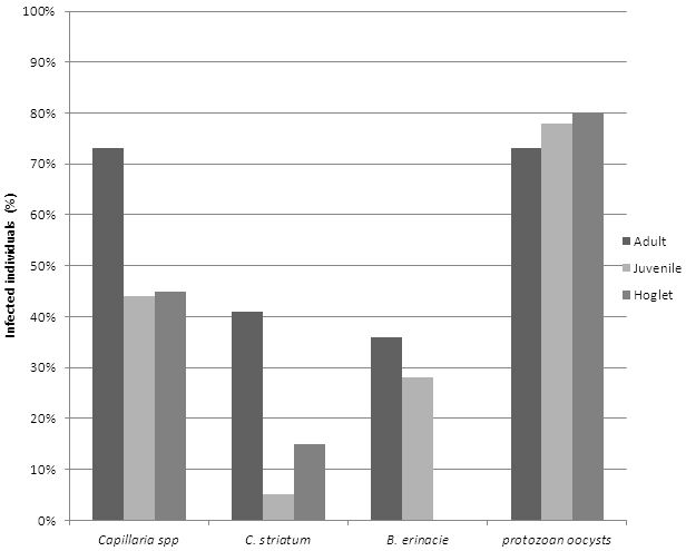 Figure 4: Comparison between hedgehogs of different ages