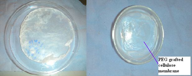 Figure 6: Polyethylene glycol dicarboxylic acid modified cellulose membrane (left) and solvent casting of poly-3-hydroxybutyrate on modified cellulose