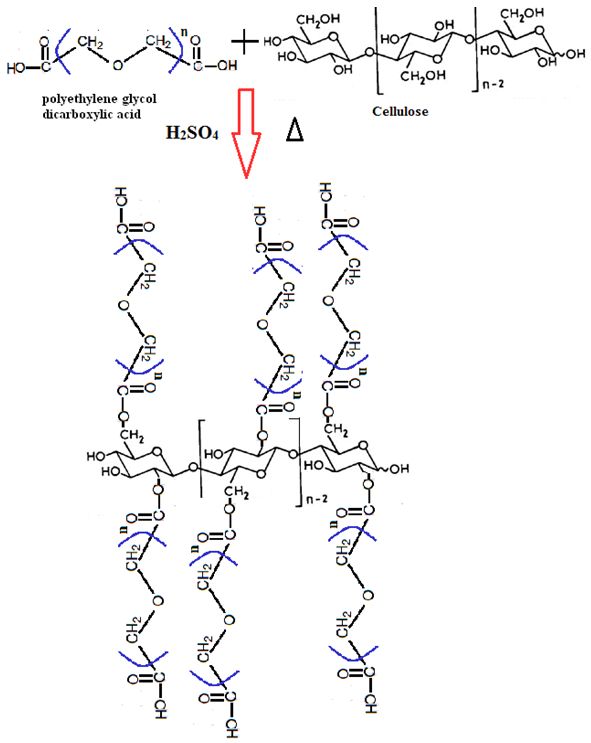 Scheme 2: Esterification reaction between cellulose and polyethylene glycol dicarboxylic acid