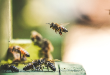 Bees landing at a hive