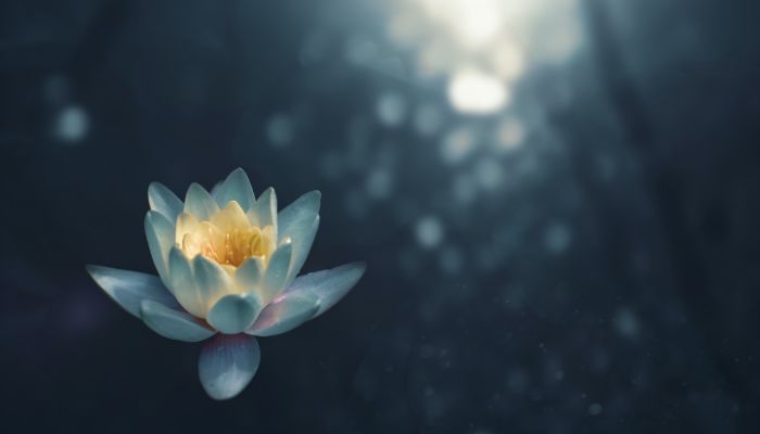 Blue background with white lotus flower