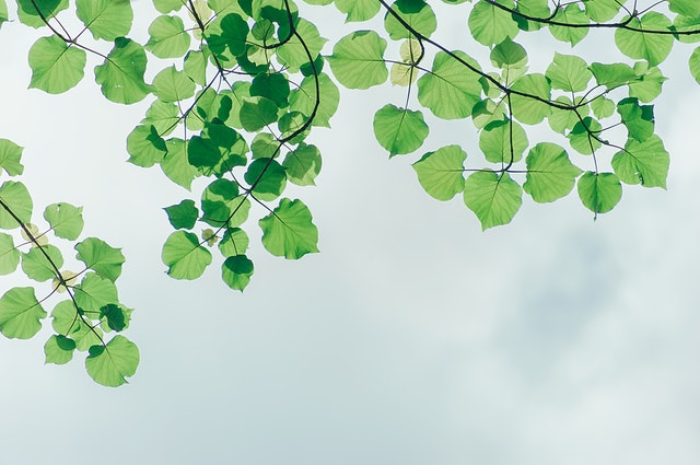 Looking up at green leaves from a tree on a blue sky background