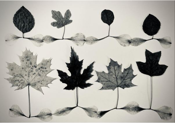 Monochrome photo of leaves