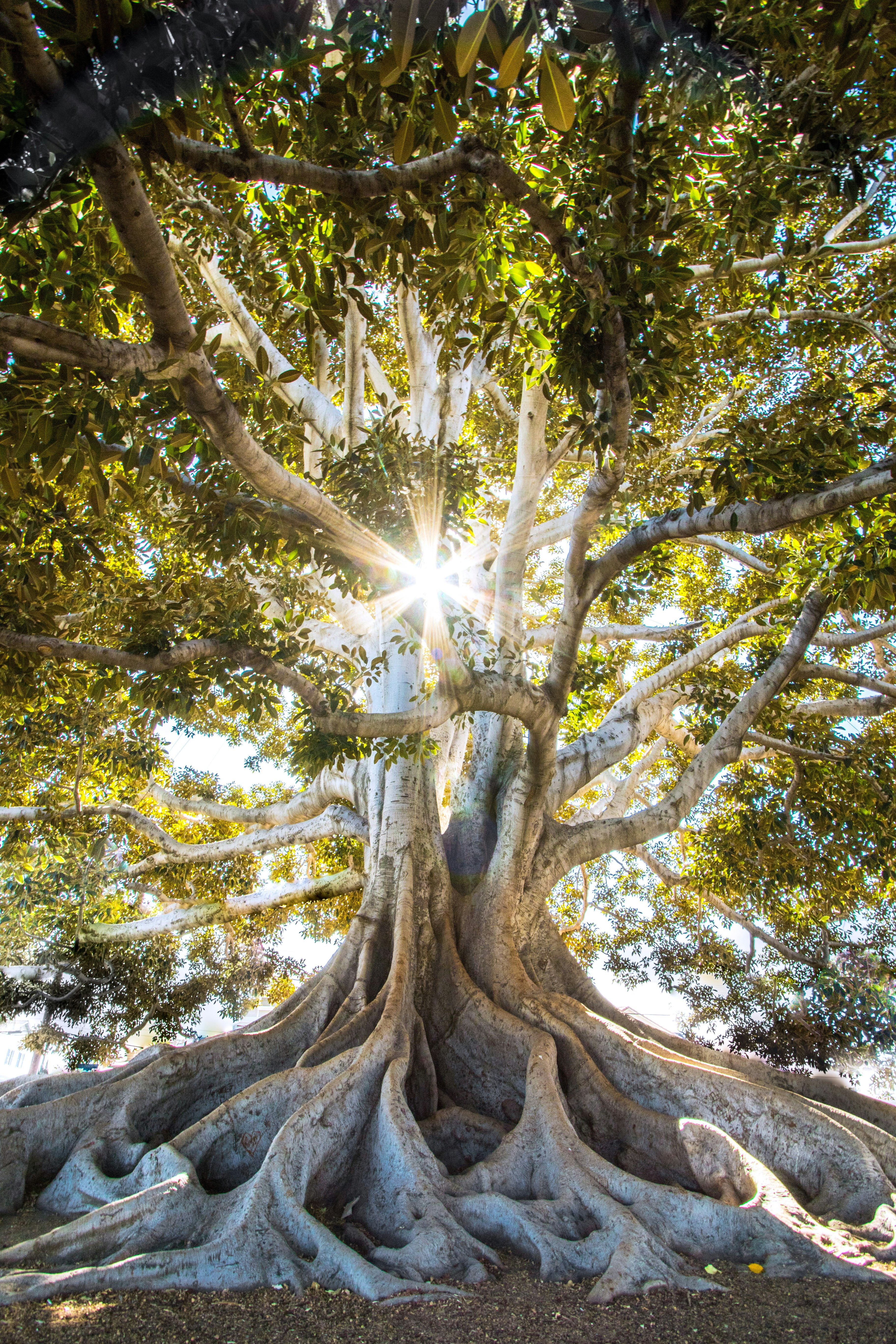 A large tree with solid roots and extensive canopy representing strong foundations for growth, development and thriving.