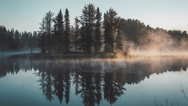 Reflection of trees in lake