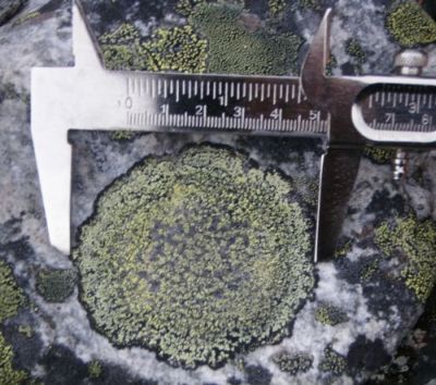 Plate 1: Using Vernier Calipiers to measure the longest axis of a Rhizocarpon geographicum lichen