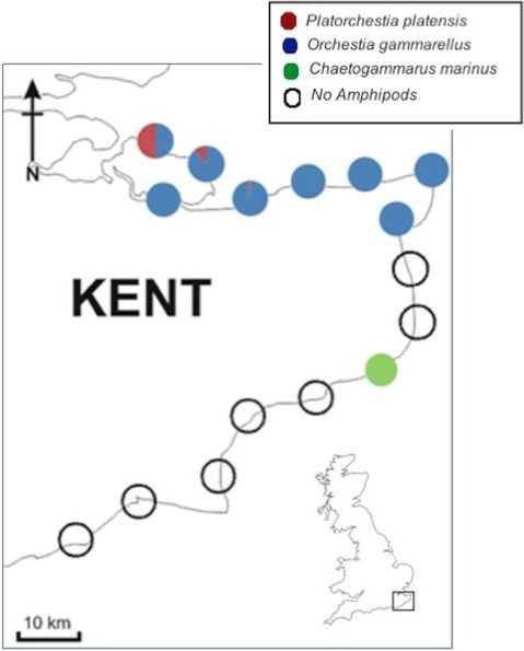 Figure 1: Pie charts show the percentage abundance and distribution of Amphipoda found around Kent.