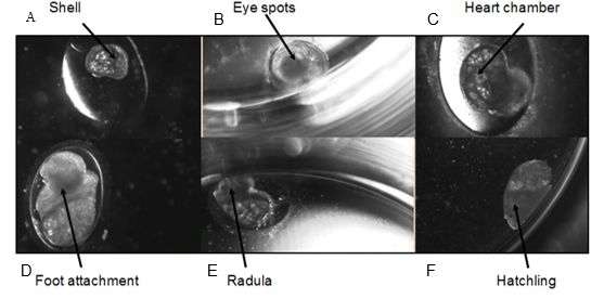 Figure 1: Developmental stages of Radix balthica