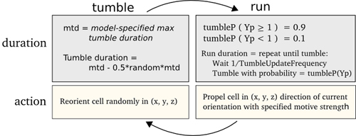 Figure 10: Informal description of the tumble and run behaviours in the flagella bundle model.