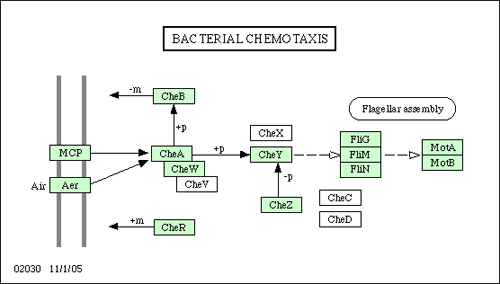 Figure 8: Pathway for bacterial chemotaxis in E. Coli taken from the KEGG database (Kanehisa & Goto 2000) (KEGG Retrieved December 2008).
