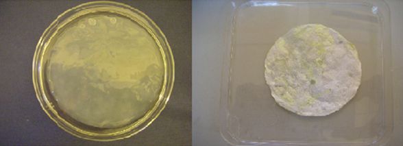 Figure 3: Glucanobacter xylinus cellulose pellicles at native hydrated state (left) compared to freeze dried cellulose specimens (right)