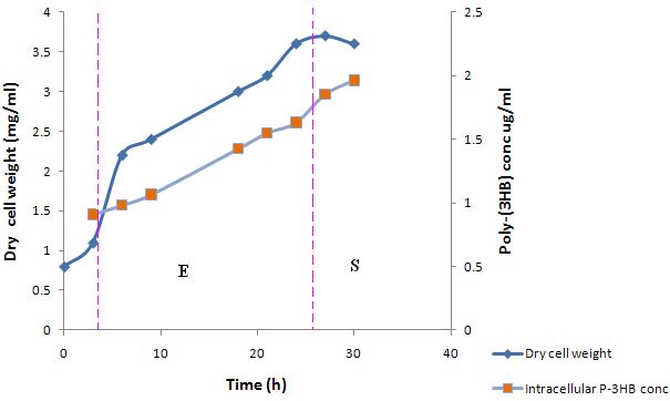 Figure 9: Bacillus cereus growth compared to intracellular poly-3-hydroxybutyrate accumulation