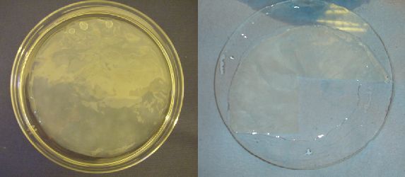 Figure 11: The native hydrated state of G.xylinus cellulose (left) can only be partially restored in freeze dried specimens (right)