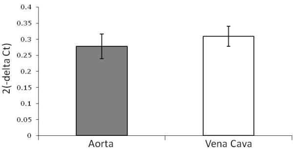 Figure 6: Real-time PCR analysis of cDNA from rat aorta (left) and vena cava (right).