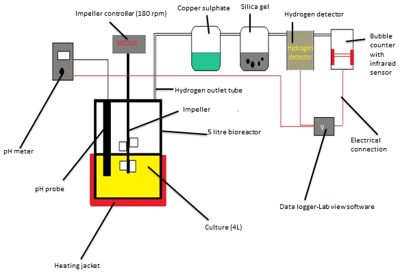 Figure 1: Schematic diagram of hydrogen production from batch fermentation using co-culture operated for 56 hours with an online pH, % hydrogen and bubble counter data logger