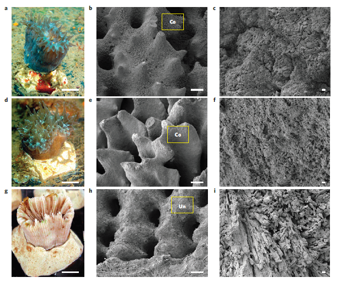 Figure 2: Underwater and scanning electron microscopy images of B. europaea along CO<sub>2</sub> gradient. Live coral after seven months at mean pH 8.1 (a–c) and 7.3 (d–f). Dead coral after three months at mean pH 7.3 (g–i). Details of the outer corallite wall showing normal skeleton when covered in tissue (Co) (b, e) and dissolved skeleton when uncovered (Un) (h). Reprinted by permission from Macmillan Publishers Ltd: Nature Climate Change (Rodolfo-Metalpa <em>et al.</em> 2011: 310), copyright (2011).