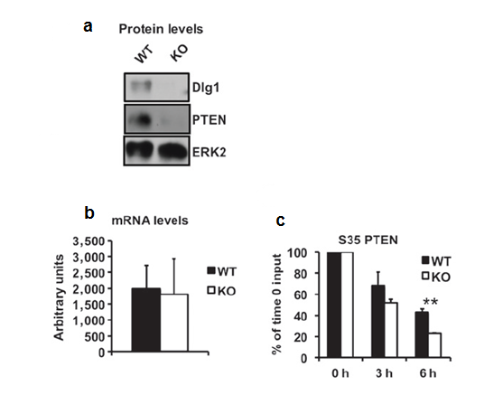 Figure 2: Dlg1 is required for stabilisation of PTEN. (a) PTEN protein levels in day 4 pre-B cell IL-7 cultures via Western blotting. (b) PTEN levels similar between WT and KO. (c) Pulse-chase experiments in which cells were pulsed with [35S]methionine for 30 minutes, and then chased for 3 and 6 hours. Results indicate degradation of PTEN is greater in KO comparted to WT.