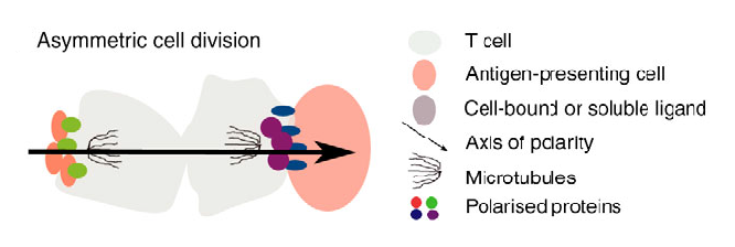 Figure 4: The asymmetric localisation of proteins during asymmetric cell division. 