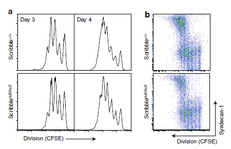 Figure 5: Scribble B cells respond to polarised stimulation and display normal migration. (a) Quantification of cell numbers per division on days 3 and 4 with Scribble (Scribble+/+) and without Scribble (Scribblenull/null). (b) Quantified with relation to cell number per division showing that differentiation of B cells is not independent on the expression of Scribble.