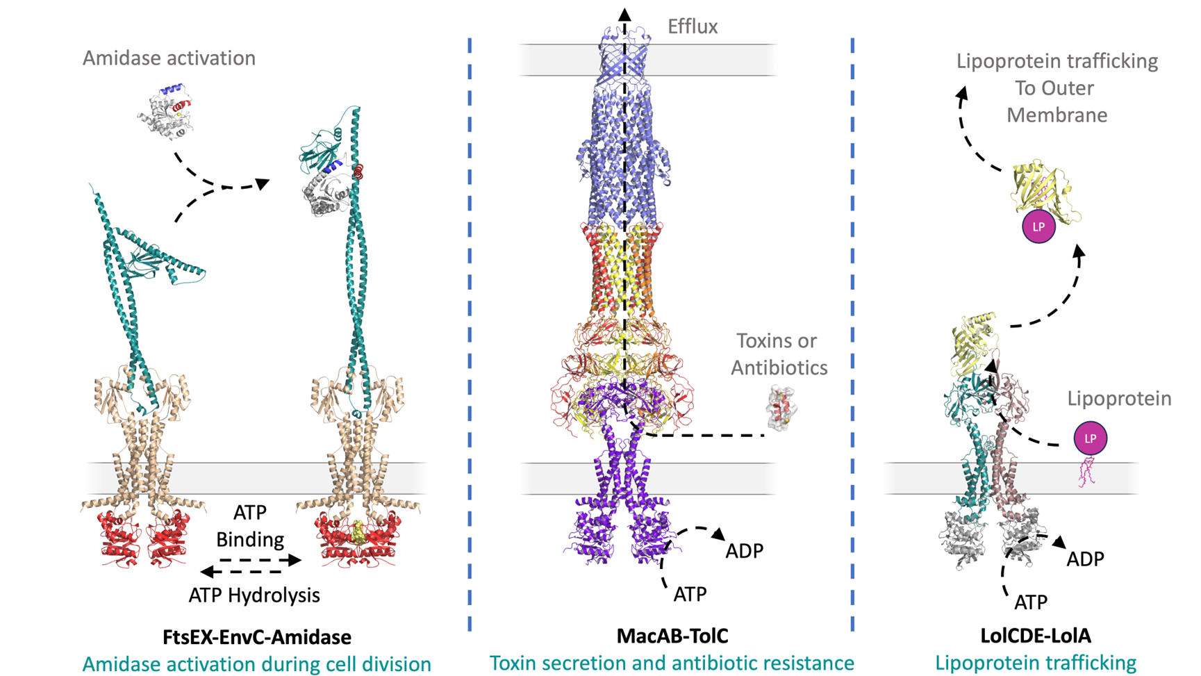 A diagram showing amidase activation during cell division, toxin secretion and antibiotic resistance, and lipoprotein trafficking