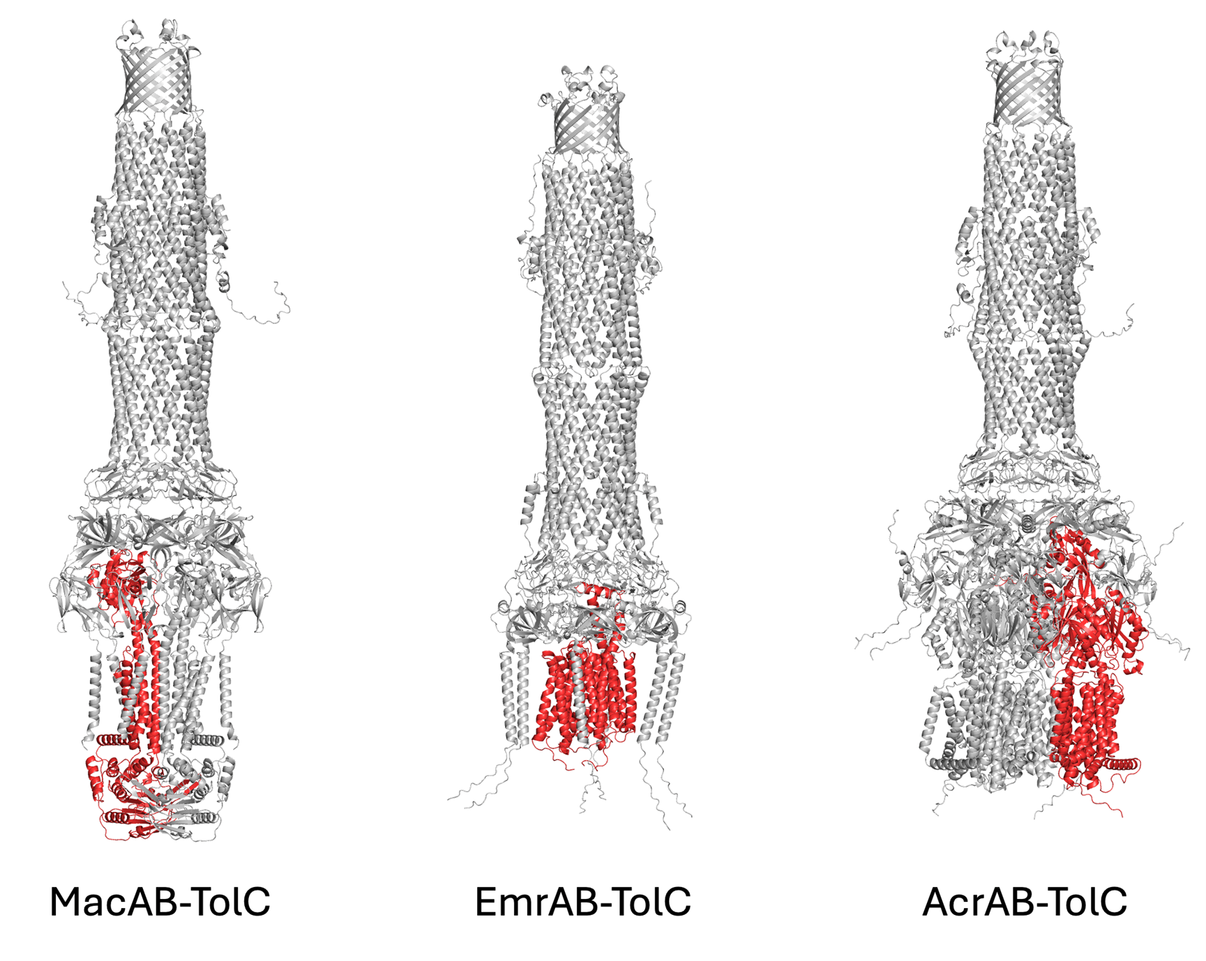 A diagram showing MacAB-TolC, EmrAB-TolC and AcrAB-TolC