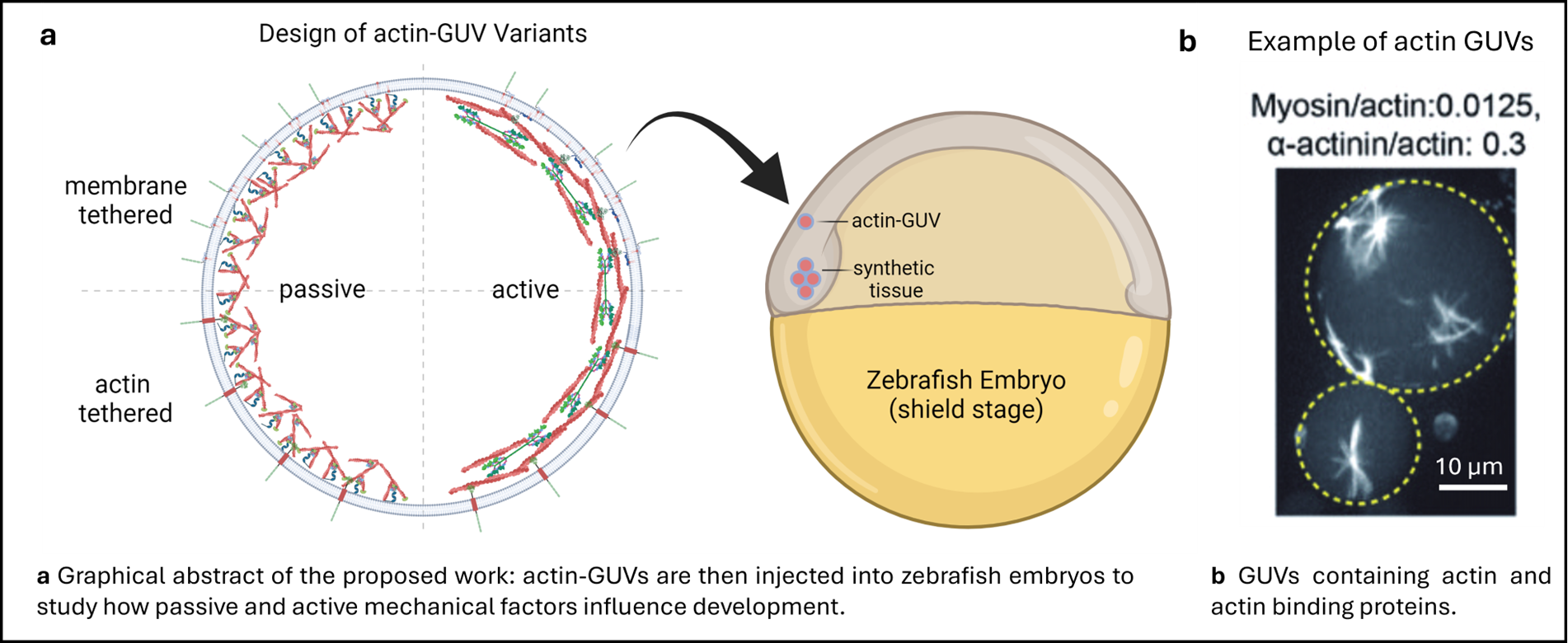 a. Design of actin-GUV Variants; b. Example of actin GUVs