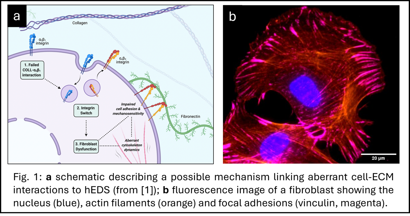 Fig1a and b.