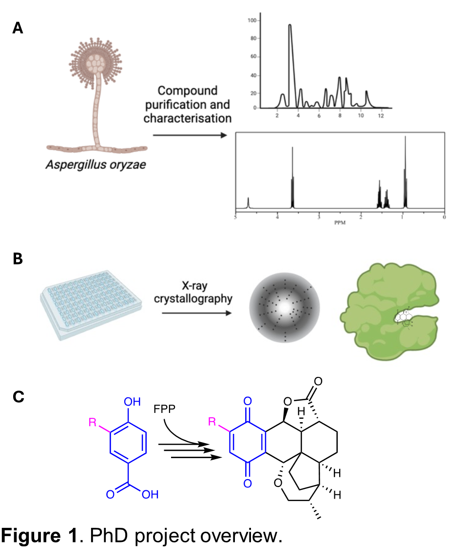 Fig 1a, b and c. PhD project overview