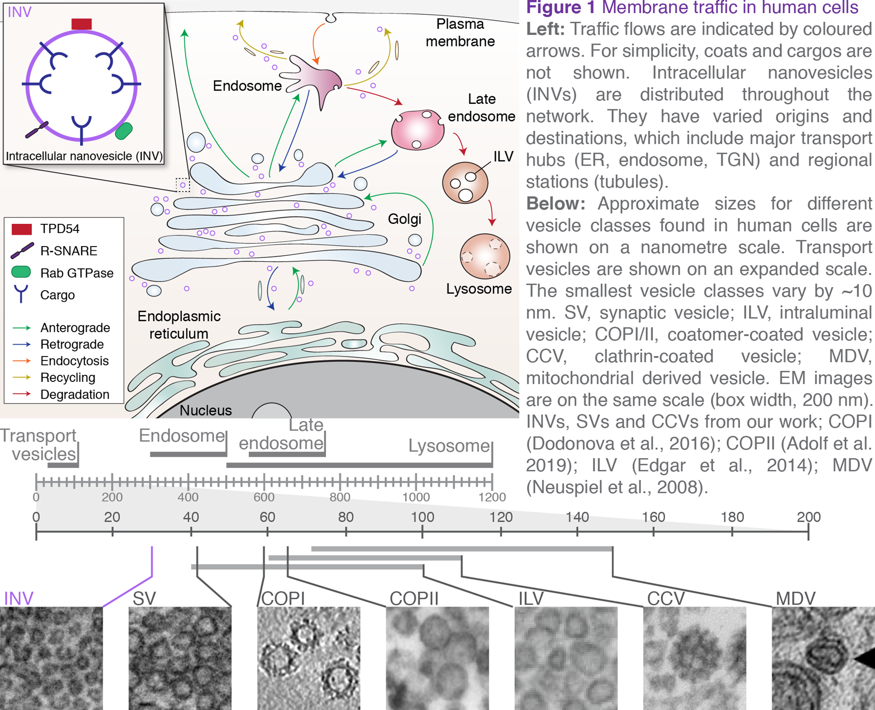 Figure 1: Membrane traffic in human cells