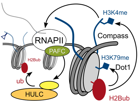 Fig 1