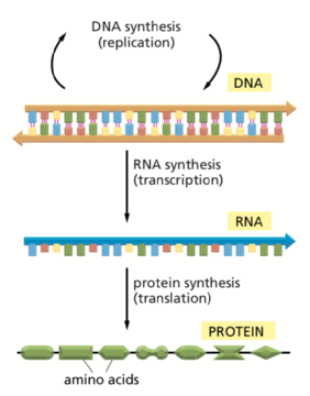 Overview of how information in DNA leads to protein structure