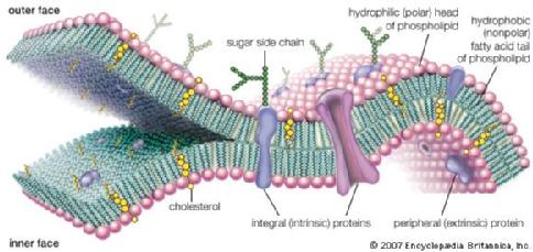 Schematic of a lipid bilayer membrane