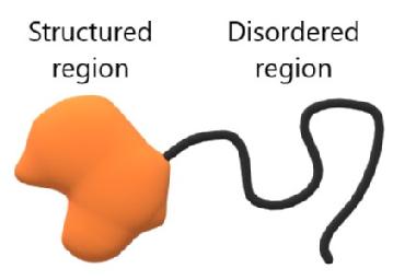 Schematic of a protein with an IDR