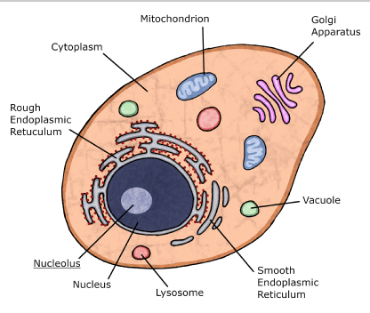 Schematic of the internal structure of an animal cell
