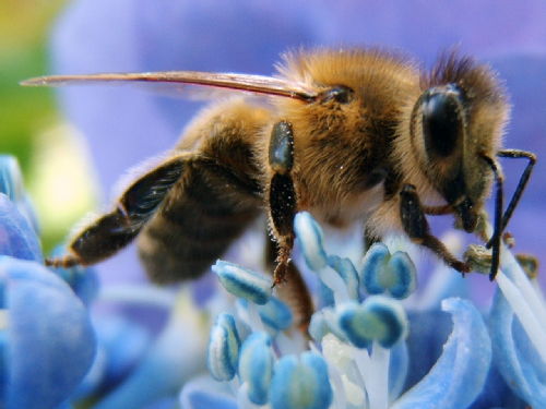 honey-bee.jpg