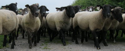 sheepinlane3.jpg