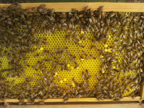 bees_on_honeycomb.jpg