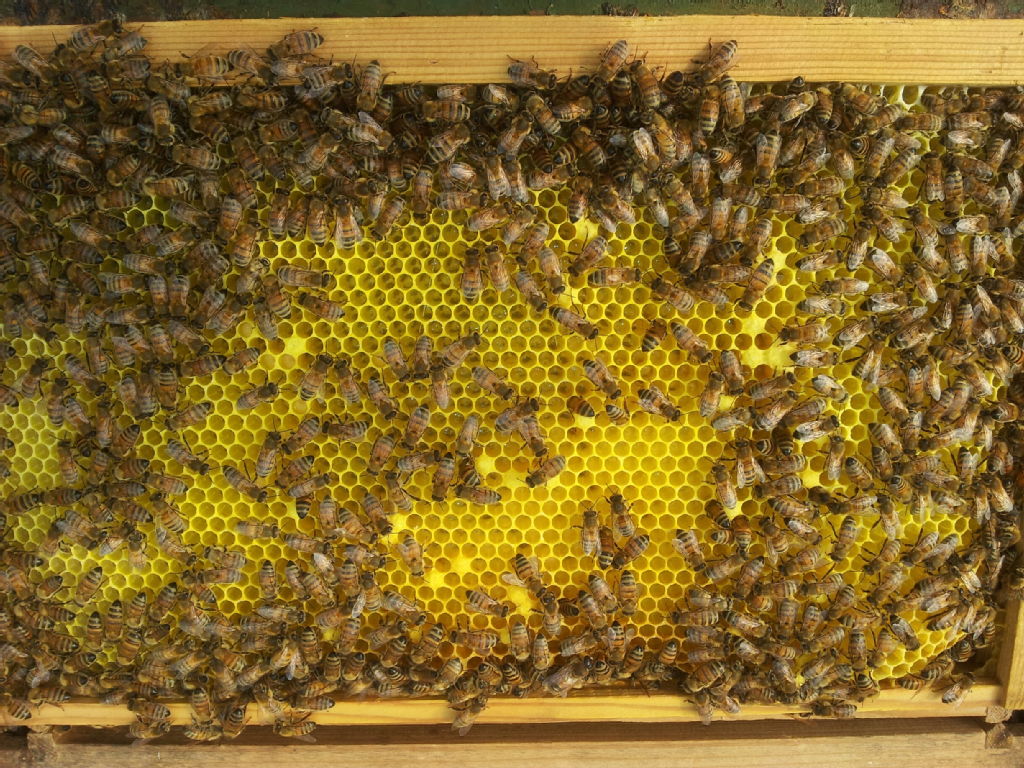 bees_on_honeycomb.jpg