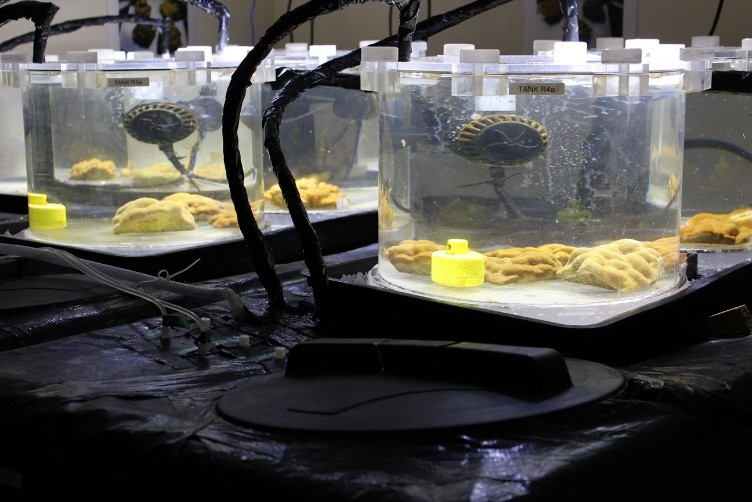 Corals encode the environments in which they live in the geochemistry of their skeleton.