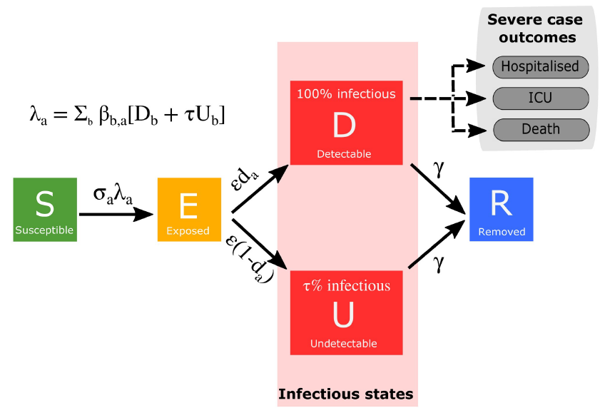 Diagram to describe the Warwick COVID model