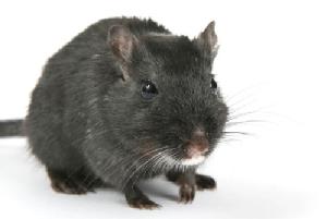 Flea-infested black rats can spread plague
