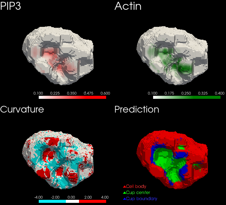 Segmented cell surfaces.